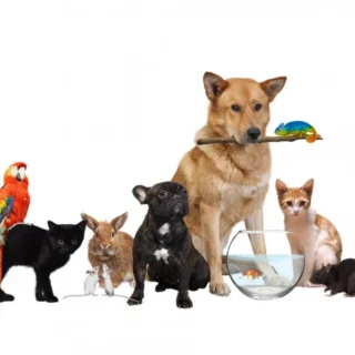 Pet Shop