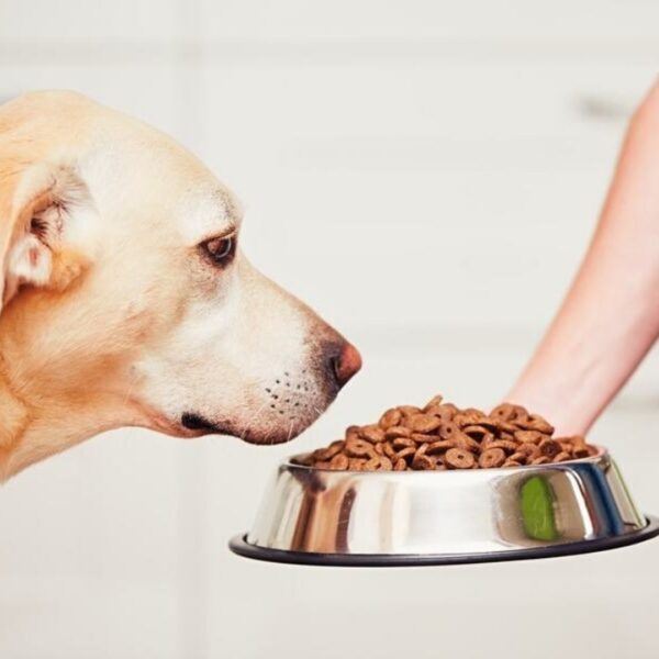 dogs eating 1200x1200 1.jpg