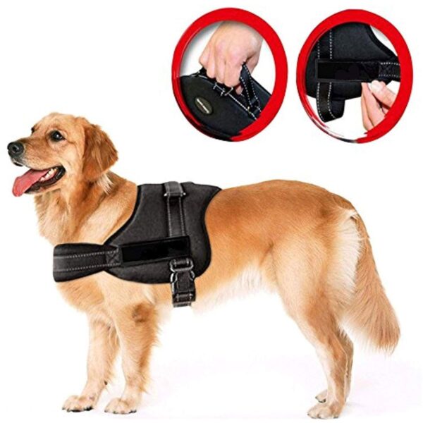 senior pet dog 21 1.jpg